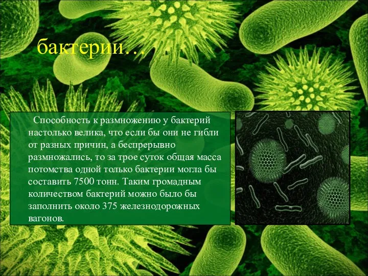 Способность к размножению у бактерий настолько велика, что если бы они