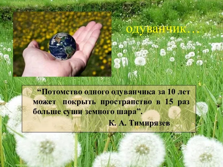 “Потомство одного одуванчика за 10 лет может покрыть пространство в 15