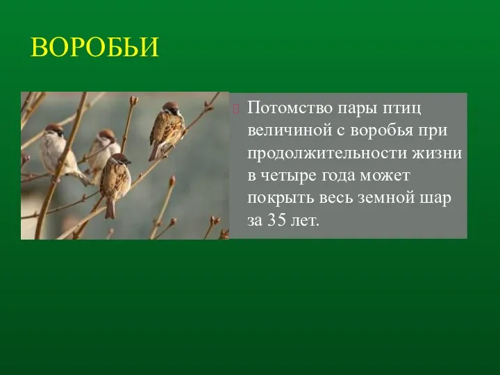 ВОРОБЬИ Потомство пары птиц величиной с воробья при продолжительности жизни в