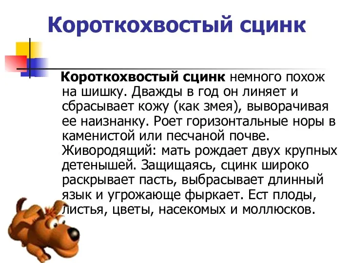 Короткохвостый сцинк Короткохвостый сцинк немного похож на шишку. Дважды в год