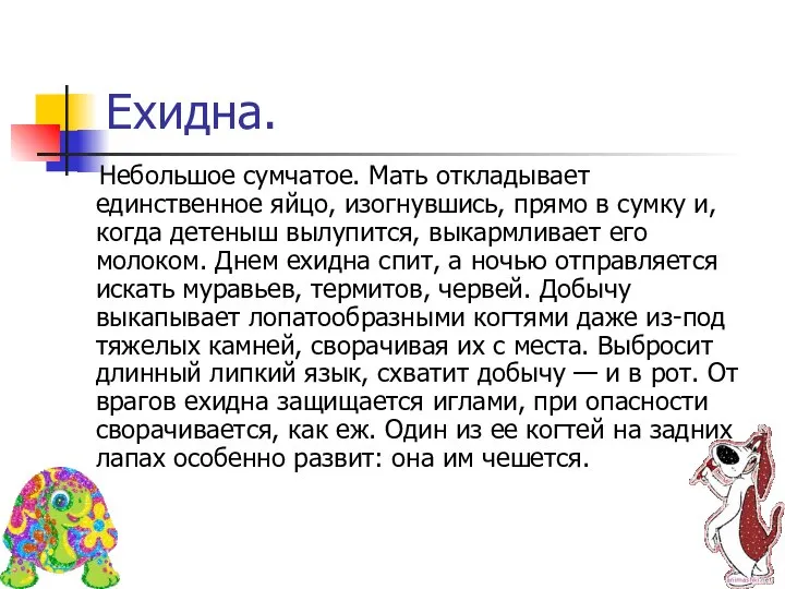 Ехидна. Небольшое сумчатое. Мать откладывает единственное яйцо, изогнувшись, прямо в сумку