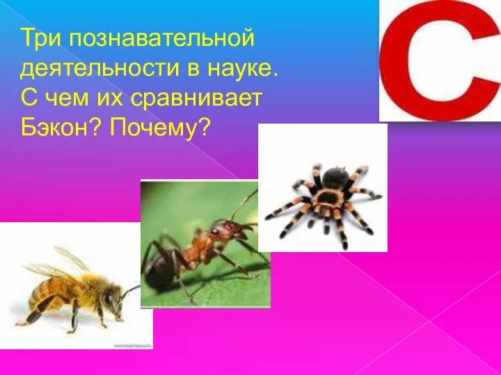 Три познавательной деятельности в науке. С чем их сравнивает Бэкон? Почему?