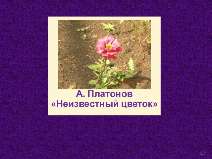 А. Платонов «Неизвестный цветок»