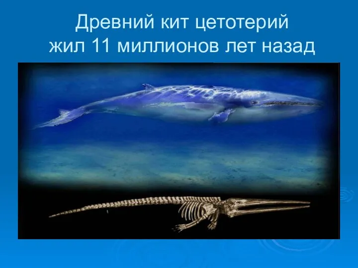 Древний кит цетотерий жил 11 миллионов лет назад