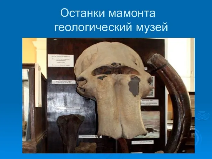 Останки мамонта геологический музей