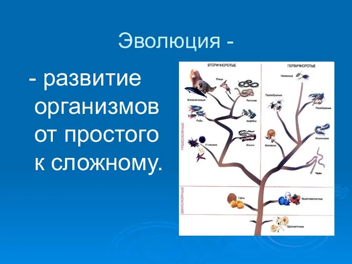 Эволюция - - развитие организмов от простого к сложному.