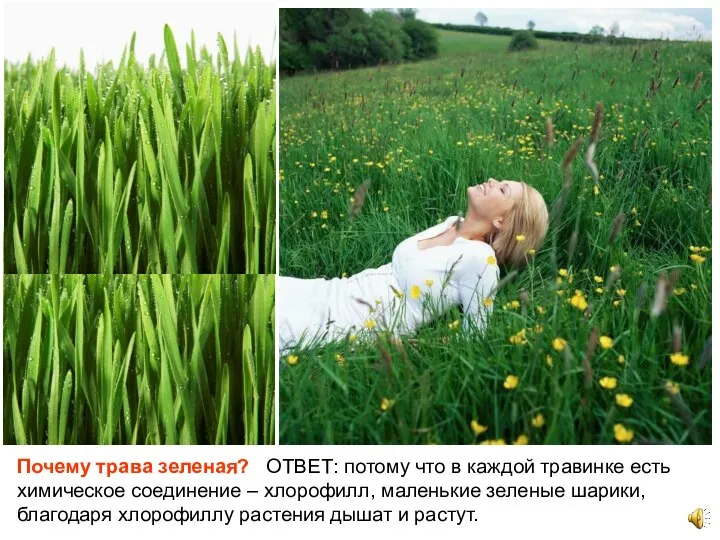Почему трава зеленая? ОТВЕТ: потому что в каждой травинке есть химическое