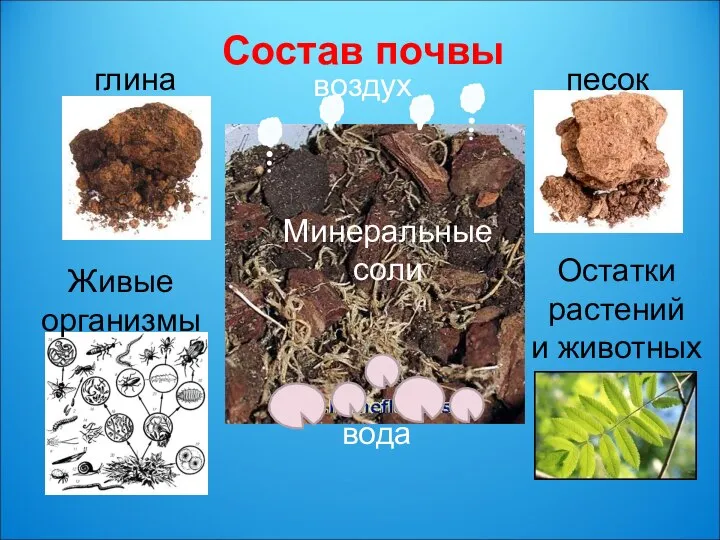 Состав почвы глина песок Живые организмы Остатки растений и животных вода воздух Минеральные соли