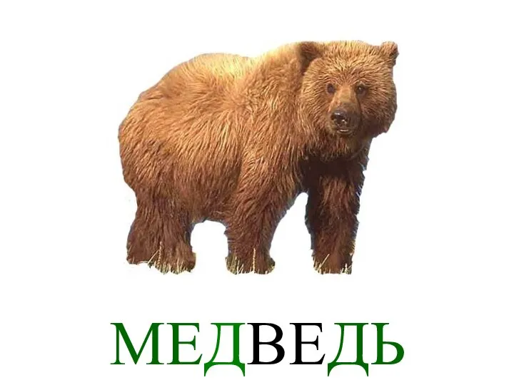 МЕДВЕДЬ