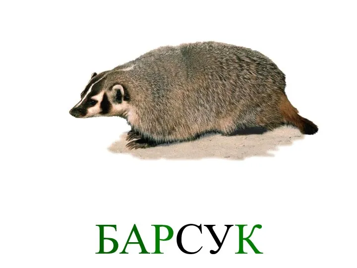 БАРСУК