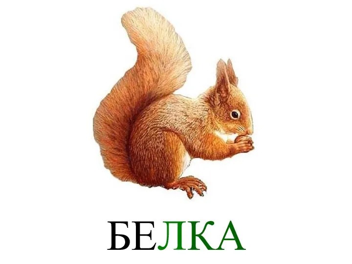 БЕЛКА