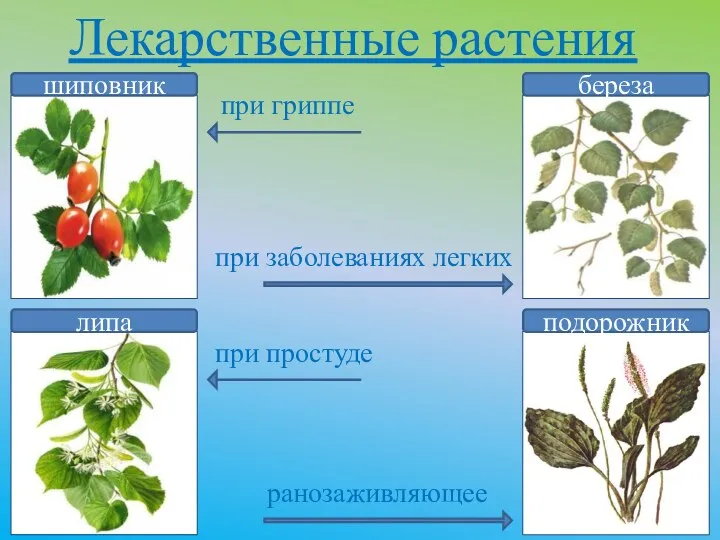 Лекарственные растения шиповник липа береза подорожник