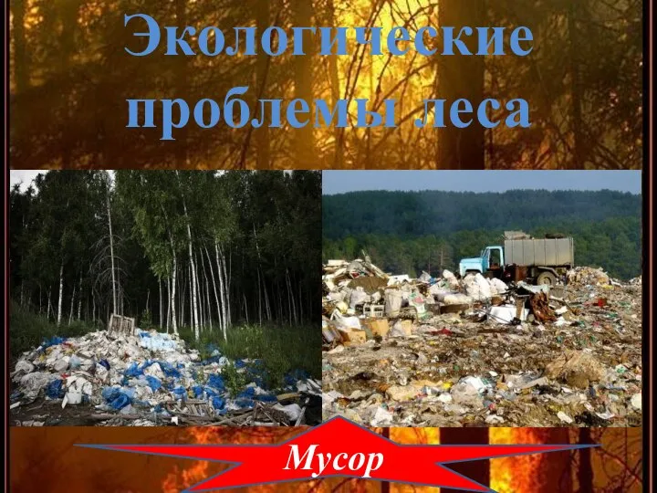 Экологические проблемы леса Мусор