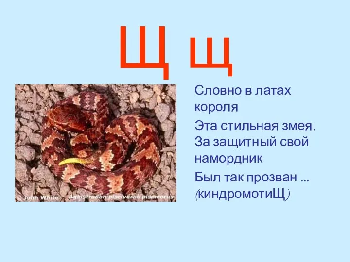 Щ щ Словно в латах короля Эта стильная змея. За защитный