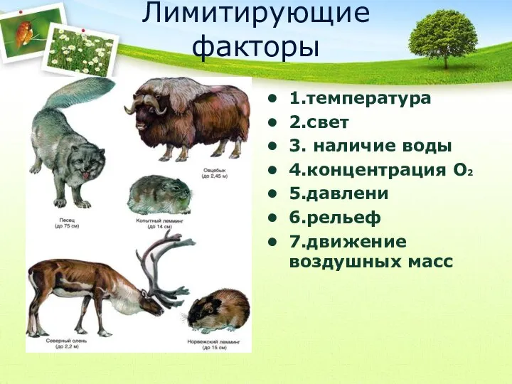 Лимитирующие факторы 1.температура 2.свет 3. наличие воды 4.концентрация О2 5.давлени 6.рельеф 7.движение воздушных масс