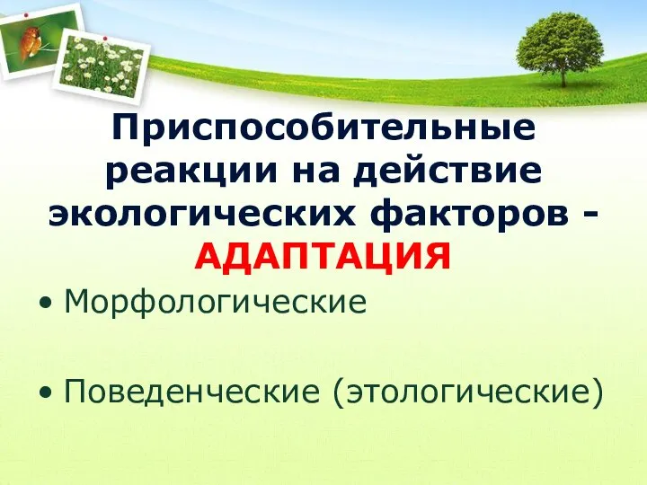 Приспособительные реакции на действие экологических факторов - АДАПТАЦИЯ Морфологические Поведенческие (этологические)