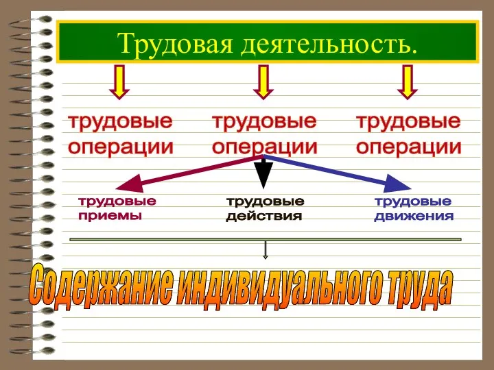 Трудовая деятельность.