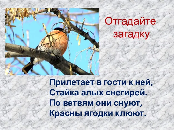 Отгадайте загадку Прилетает в гости к ней, Стайка алых снегирей. По