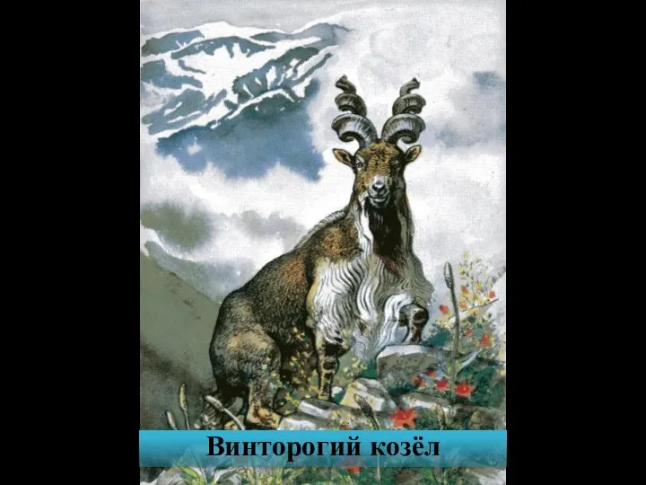 Винторогий козёл