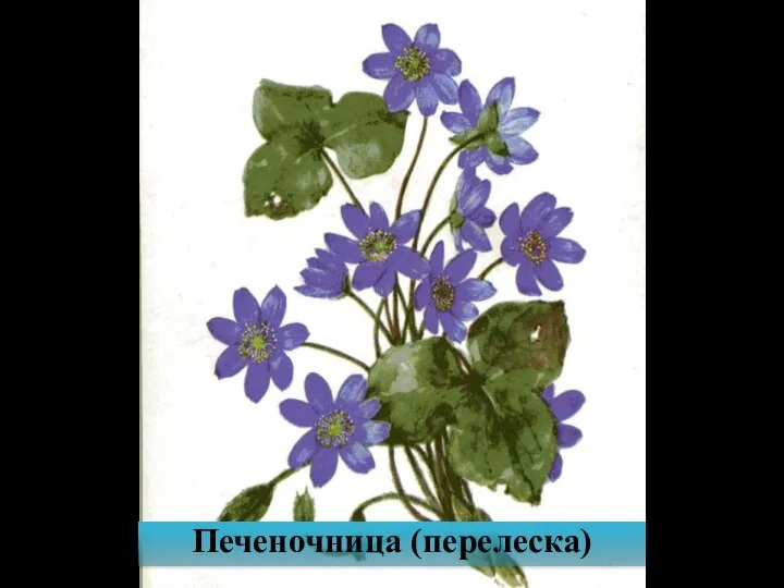 Печеночница (перелеска)