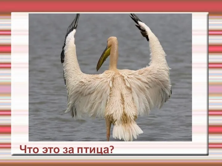 Что это за птица?