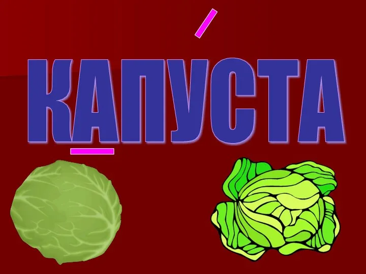 КАПУСТА