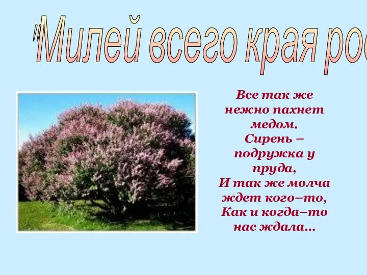 Все так же нежно пахнет медом. Сирень – подружка у пруда,