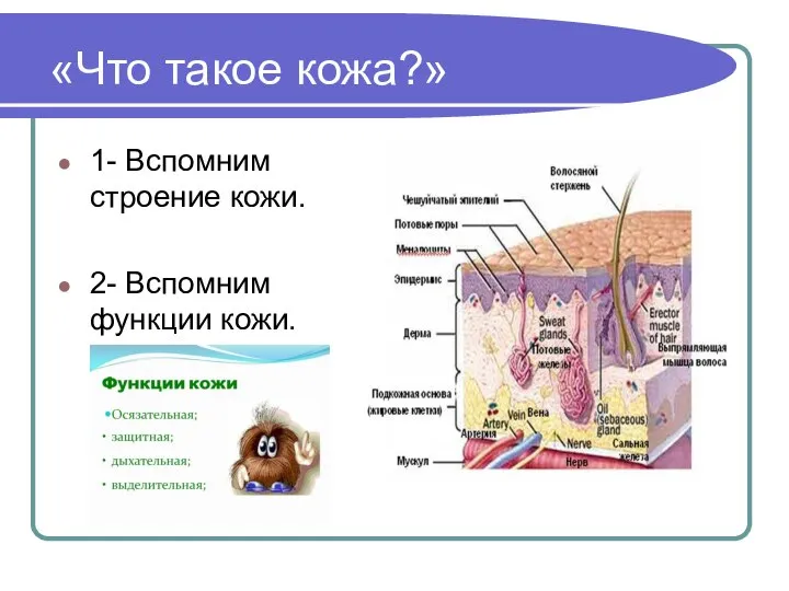 «Что такое кожа?» 1- Вспомним строение кожи. 2- Вспомним функции кожи.