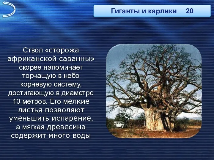 Ствол «сторожа африканской саванны» скорее напоминает торчащую в небо корневую систему,