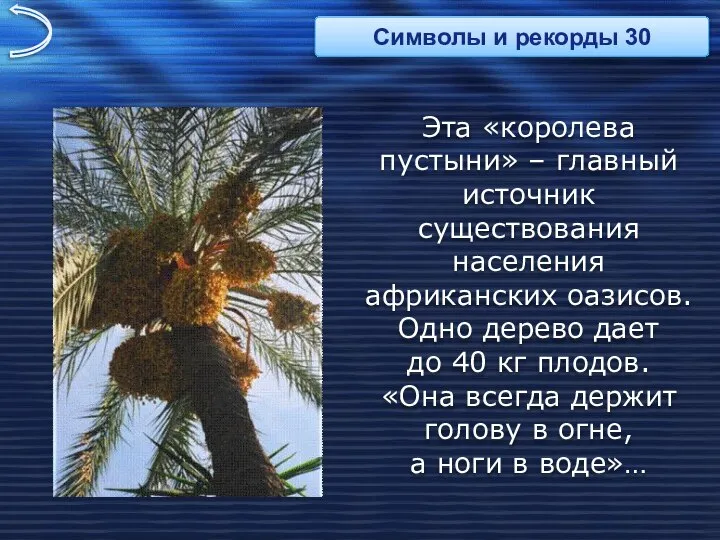 Эта «королева пустыни» – главный источник существования населения африканских оазисов. Одно