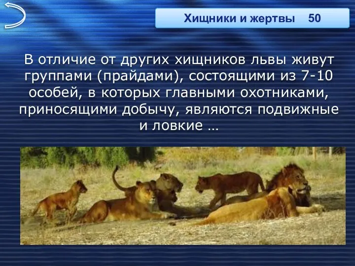 В отличие от других хищников львы живут группами (прайдами), состоящими из