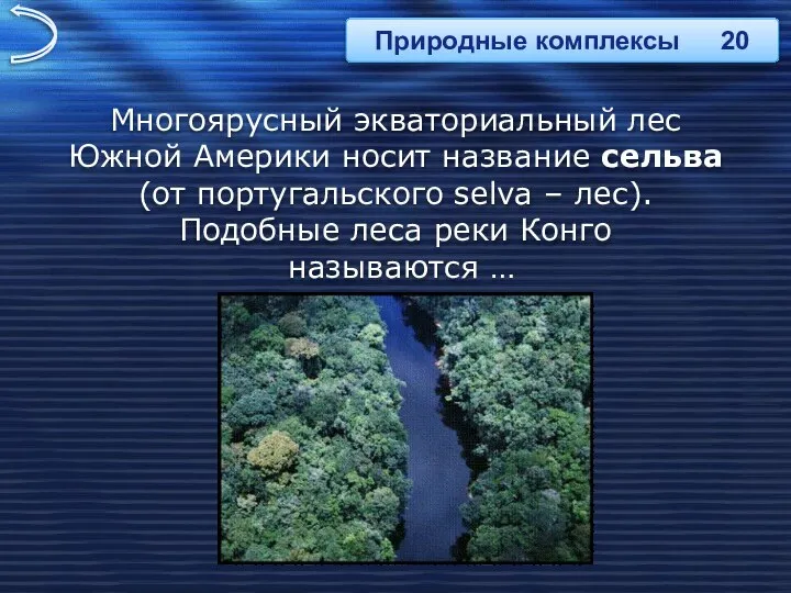 Многоярусный экваториальный лес Южной Америки носит название сельва (от португальского selva