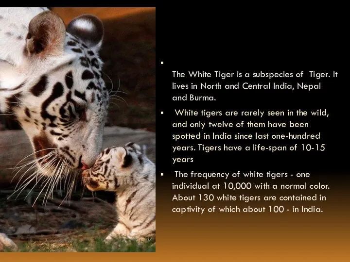 The White Tiger is a subspecies of Tiger. It lives in