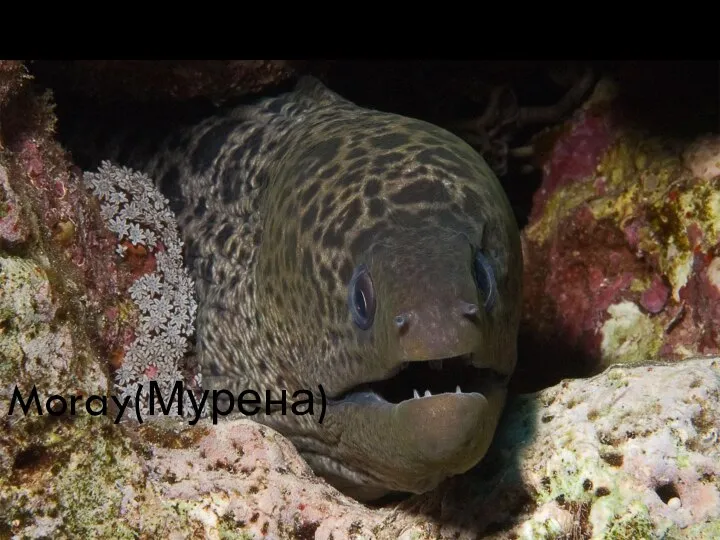 Moray(Мурена)