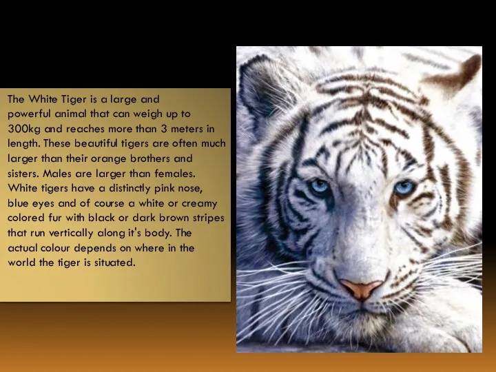 The White Tiger is a large and powerful animal that can