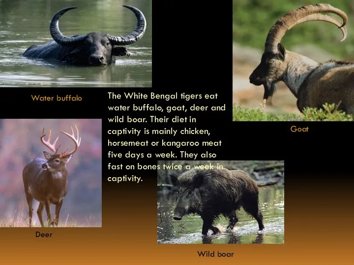 The White Bengal tigers eat water buffalo, goat, deer and wild