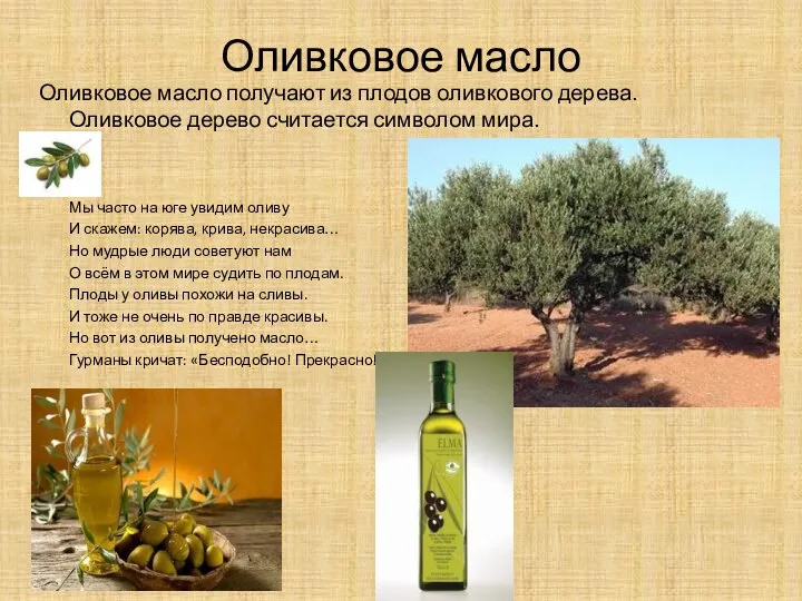 Оливковое масло Оливковое масло получают из плодов оливкового дерева. Оливковое дерево
