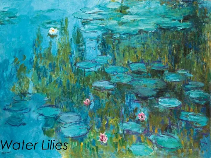 Water Lilies