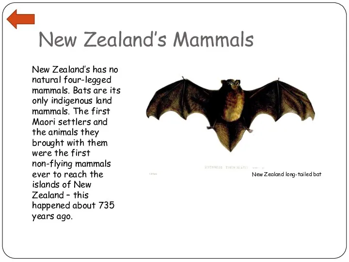 New Zealand’s Mammals New Zealand’s has no natural four-legged mammals. Bats