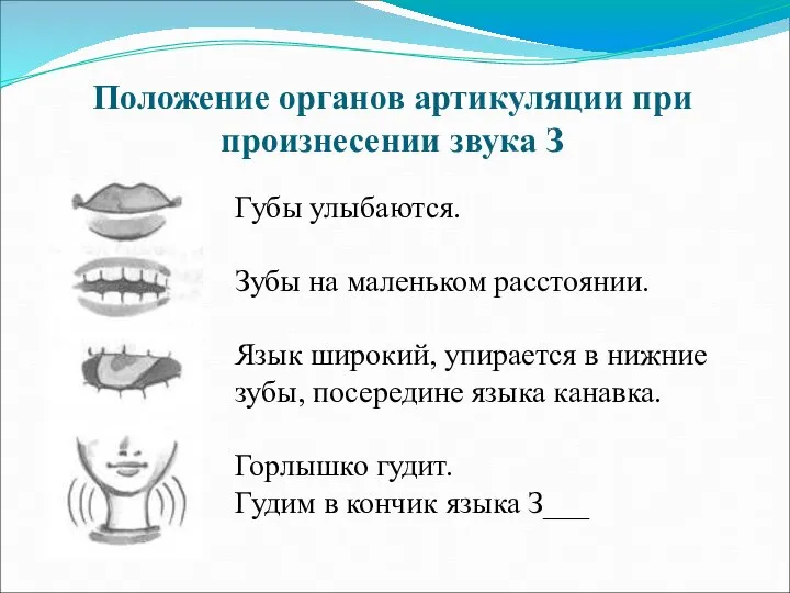 Положение органов артикуляции при произнесении звука З Губы улыбаются. Зубы на