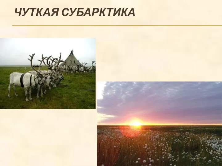 ЧУТКАЯ СУБАРКТИКА