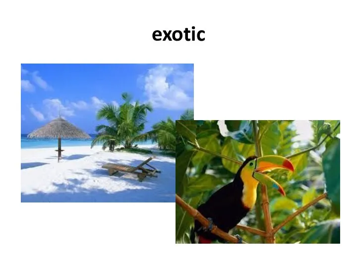 exotic