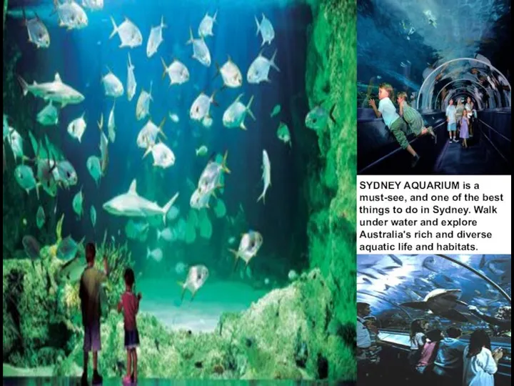 SYDNEY AQUARIUM SYDNEY AQUARIUM is a must-see, and one of the