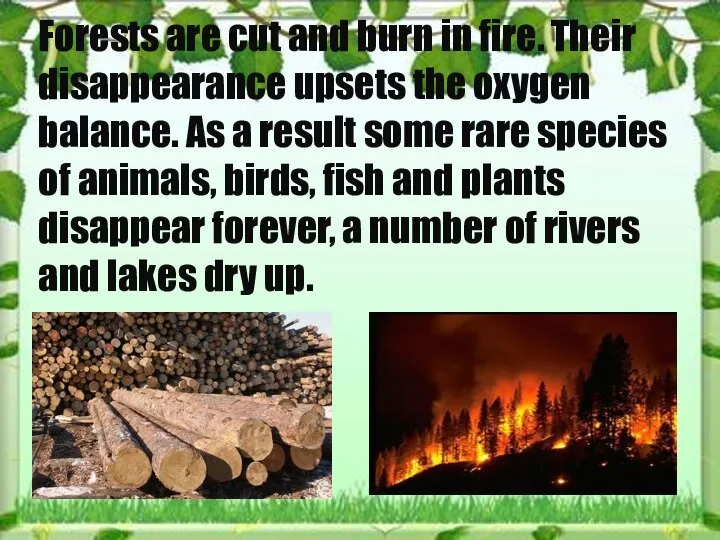 Forests are cut and burn in fire. Their disappearance upsets the