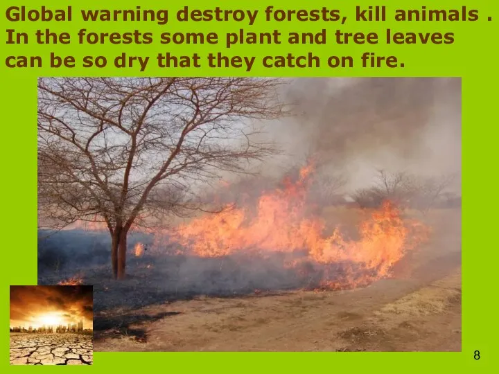 Global warning destroy forests, kill animals . In the forests some