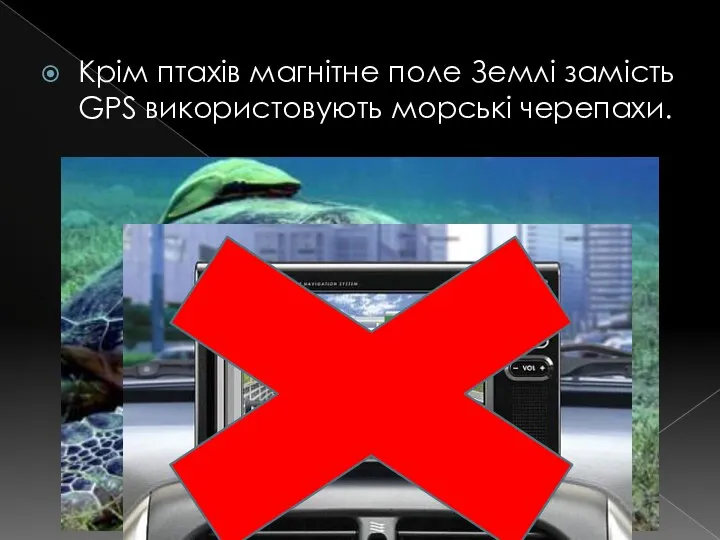 Крім птахів магнітне поле Землі замість GPS використовують морські черепахи.