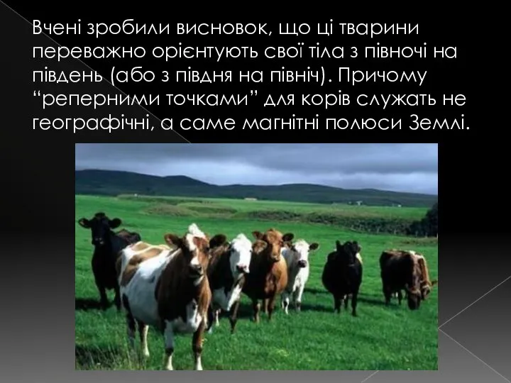 Вчені зробили висновок, що ці тварини переважно орієнтують свої тіла з