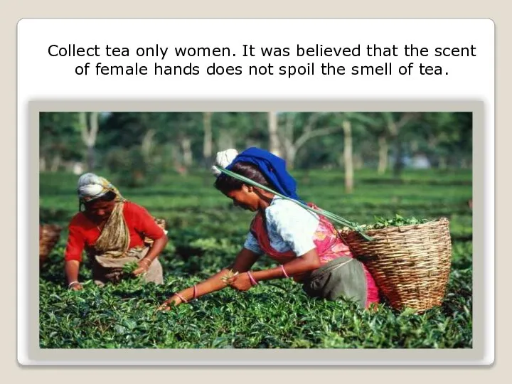 Collect tea only women. It was believed that the scent of