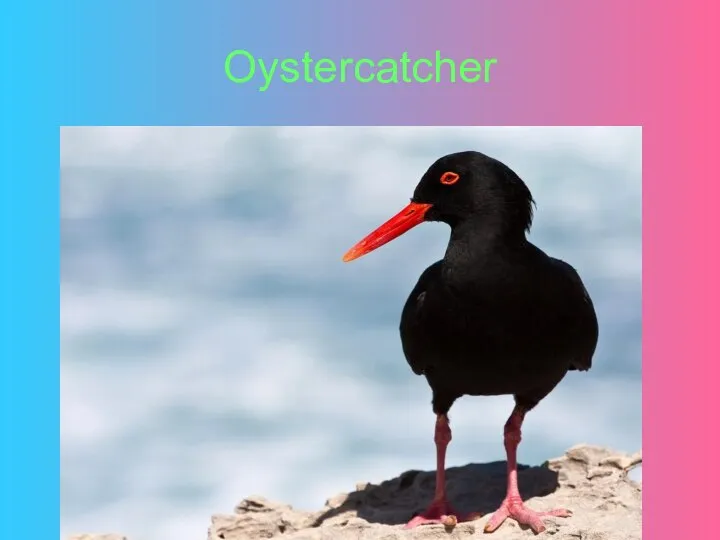 Oystercatcher