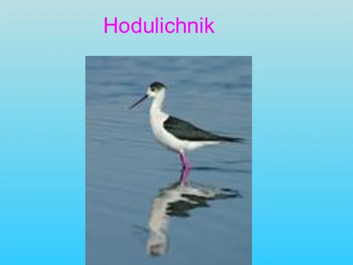 Hodulichnik